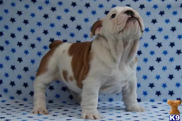 English Bulldog puppy for sale