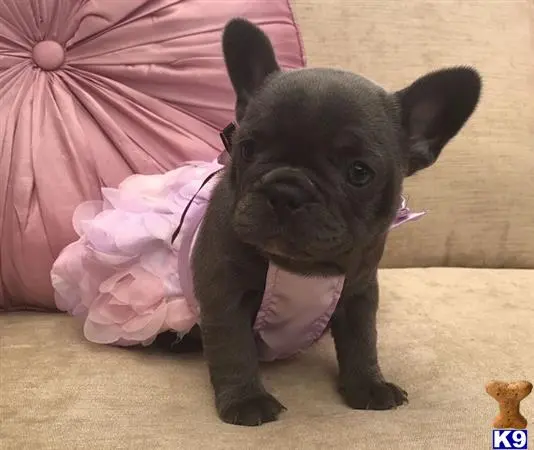 French Bulldog puppy for sale