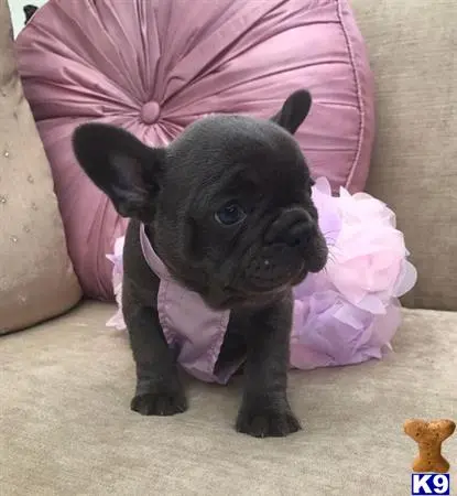 French Bulldog puppy for sale