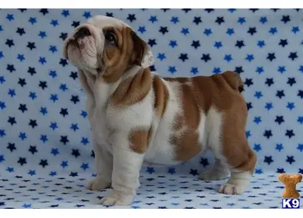 English Bulldog