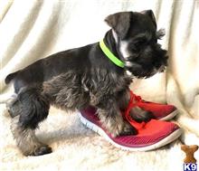 miniature schnauzer puppy posted by johnsonnas202
