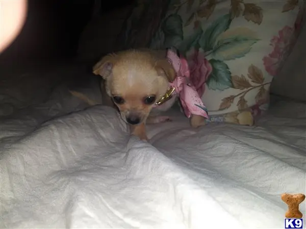 Chihuahua puppy for sale