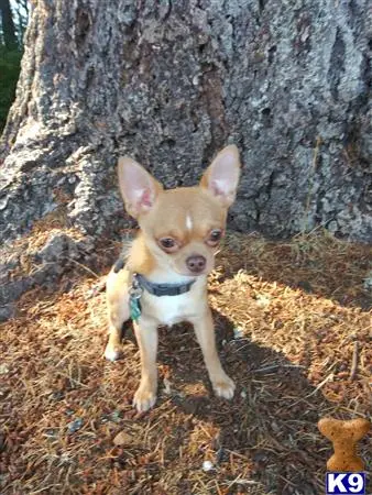 Chihuahua stud dog