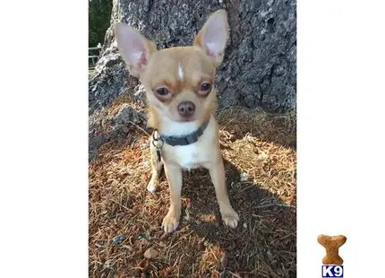 Chihuahua