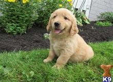 golden retriever puppy posted by johntamas1988
