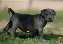 cane corso puppy posted by johntwyford