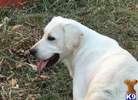 Labrador Retriever puppy for sale