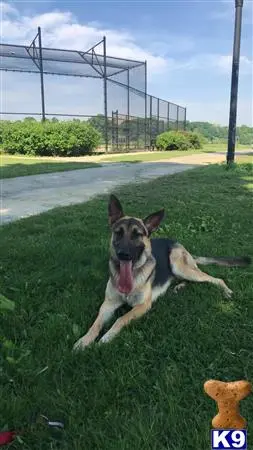 German Shepherd stud dog