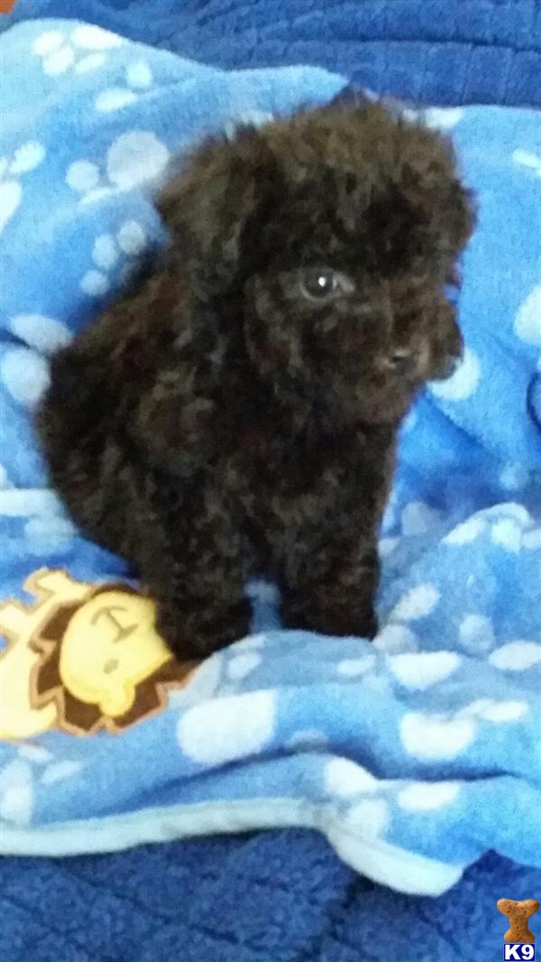 maltipoo puppies for sale in houston teacup maltipoo puppies for sale in houston tx maltipoo puppies for sale in houston teacup maltipoo puppies for sale in houston tx