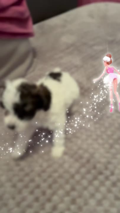 Poodle puppy for sale: Error: Operation returned an invalid status code BadRequest<br/>Stack Trace:    at Microsoft.Azure.CognitiveServices.Vision.ComputerVision.ComputerVisionClient.<DescribeImageInStreamWithHttpMessagesAsync>d__41.MoveNext()
--- End of stack trace from previous location where exception was thrown ---
   at System.Runtime.ExceptionServices.ExceptionDispatchInfo.Throw()
   at System.Runtime.CompilerServices.TaskAwaiter.HandleNonSuccessAndD