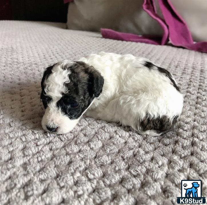 a black and white poodle puppy lying on a white blanket