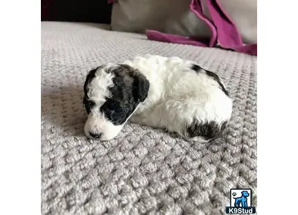 a black and white poodle puppy lying on a white blanket