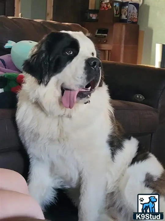 Saint Bernard stud dog