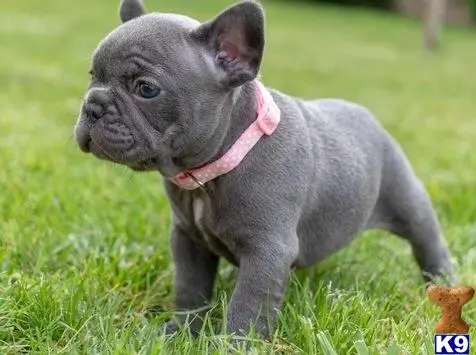 French Bulldog puppy for sale