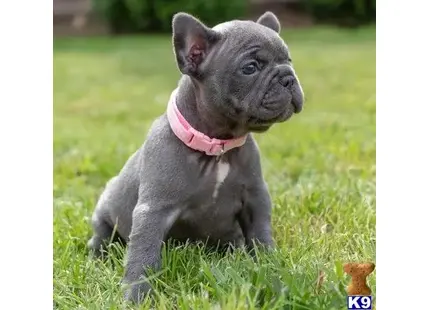 French Bulldog