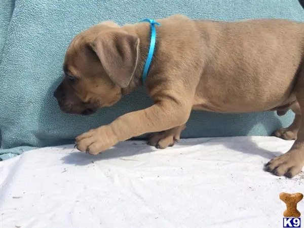 American Pit Bull puppy for sale: a american pit bull puppy lying on a blanket