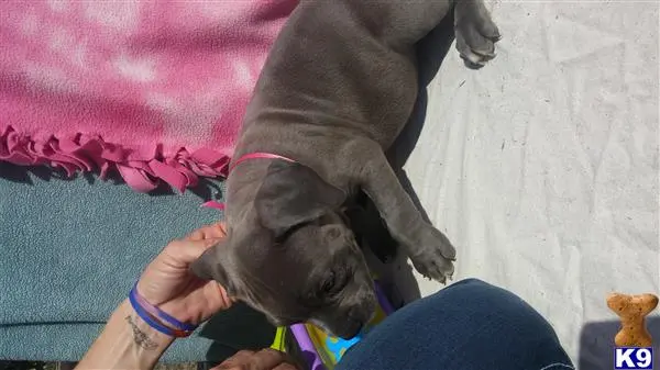 American Pit Bull puppy for sale: a american pit bull dog lying on a persons lap