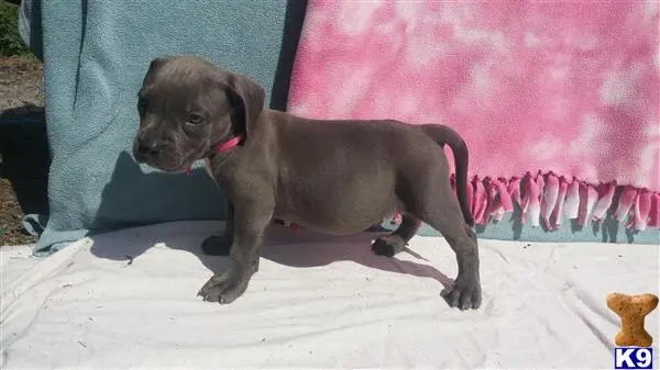 American Pit Bull puppy for sale: a american pit bull dog standing on snow