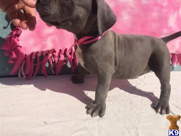 American Pit Bull puppy for sale: a american pit bull dog standing on a sidewalk