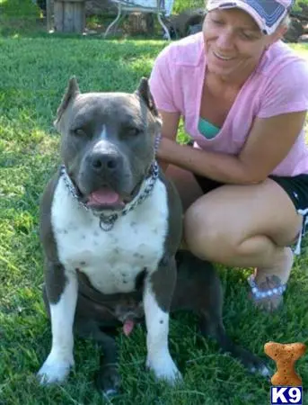 American Pit Bull puppy for sale: a person sitting next to a american pit bull dog