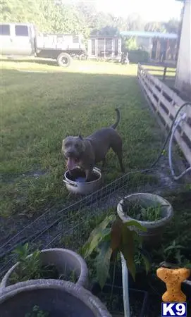 American Pit Bull puppy for sale: a american pit bull dog standing on grass