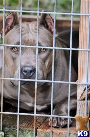 American Pit Bull puppy for sale: a american pit bull dog in a cage