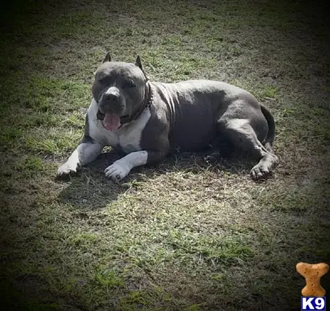 American Pit Bull puppy for sale: a american pit bull dog lying on the grass