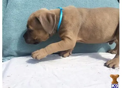 American Pit Bull puppy for sale: a american pit bull puppy lying on a blanket