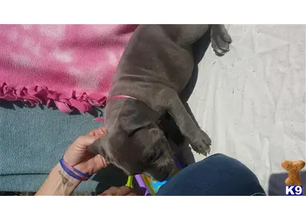 American Pit Bull puppy for sale: a american pit bull dog lying on a persons lap