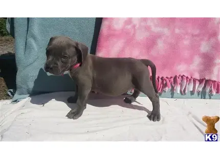 American Pit Bull puppy for sale: a american pit bull dog standing on snow