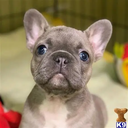 French Bulldog puppy for sale: a french bulldog dog looking at the camera