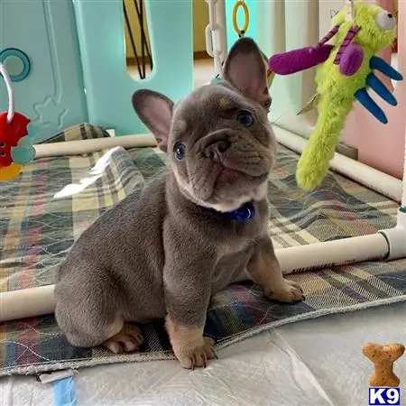 French Bulldog puppy for sale: a cat sitting on a bed