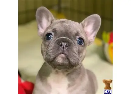 French Bulldog puppy for sale: a french bulldog dog looking at the camera