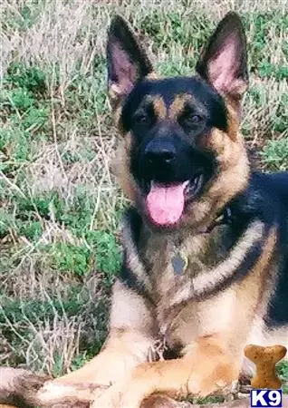 German Shepherd stud dog