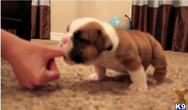 English Bulldog dog