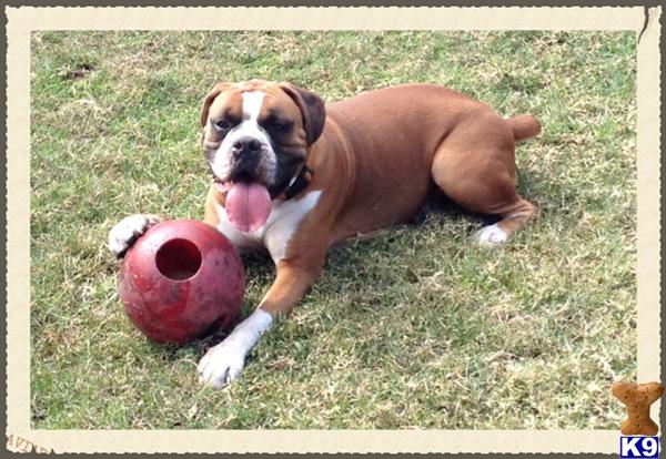 boxer puppies orlando florida boxer stud dogs in florida boxer puppies orlando florida boxer stud dogs in florida