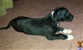great dane puppy posted by jonnie28