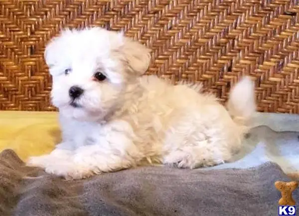 Maltese puppy for sale