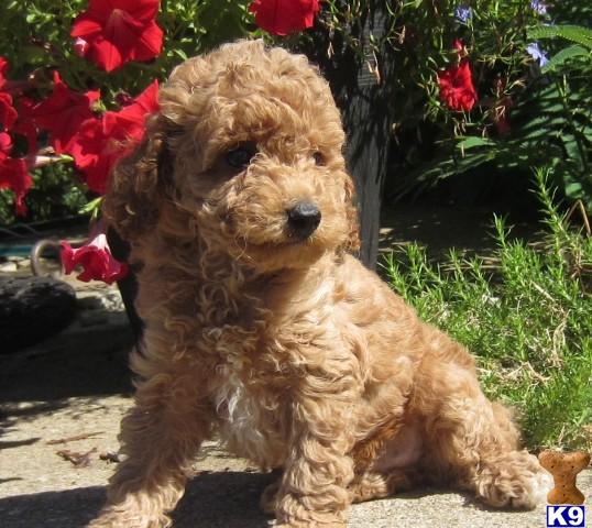 cockapoo teacup for sale