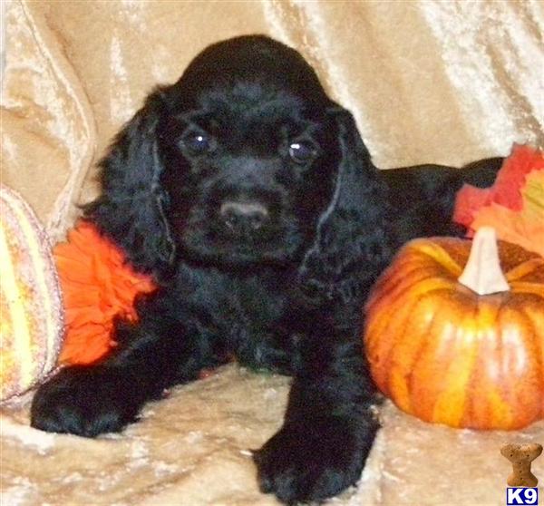 Cocker Spaniel