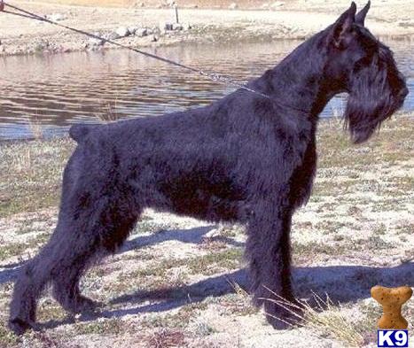 Giant Schnauzer