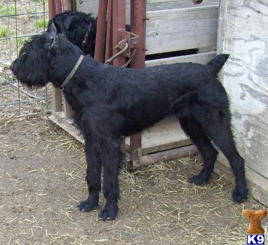 Giant Schnauzer stud dog