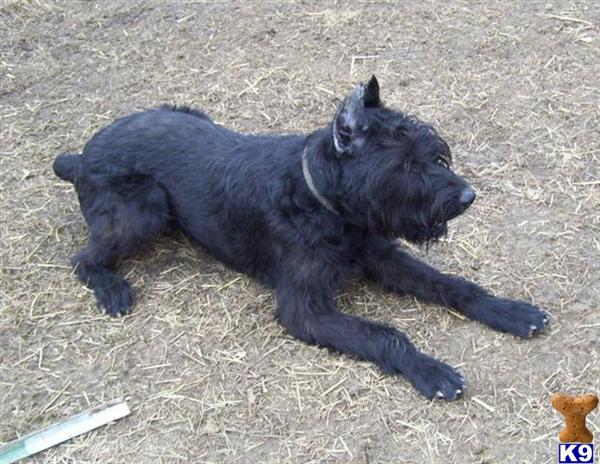 Giant Schnauzer stud dog