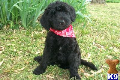 Giant Schnauzer stud dog