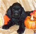 Cocker Spaniel