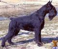 Giant Schnauzer
