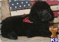 Goldendoodles