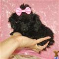 Poodle