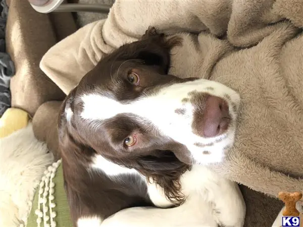 English Springer Spaniel