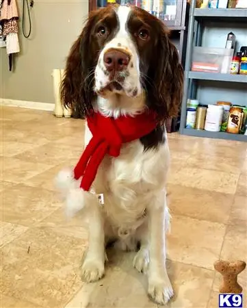 English Springer Spaniel stud dog